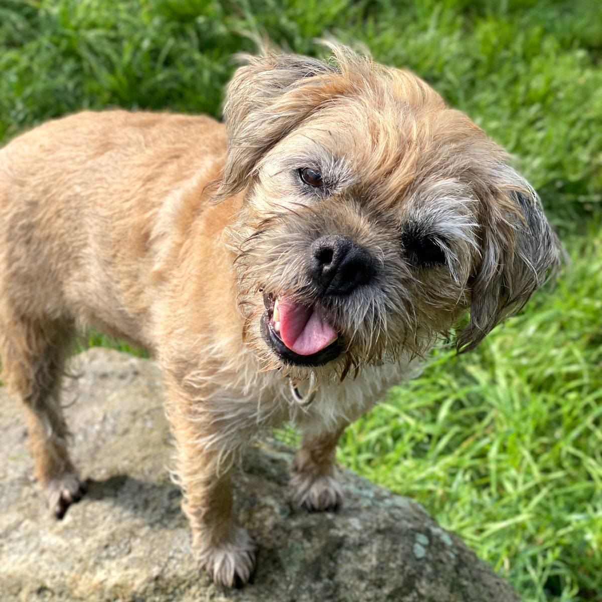 Hund